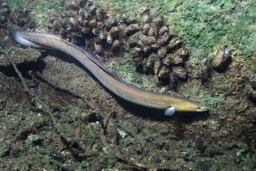 Bermuda Eel Rat